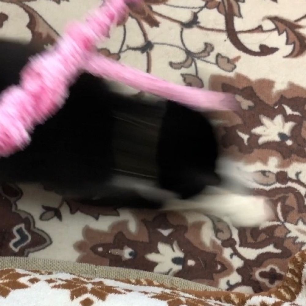 アヅミちゃん