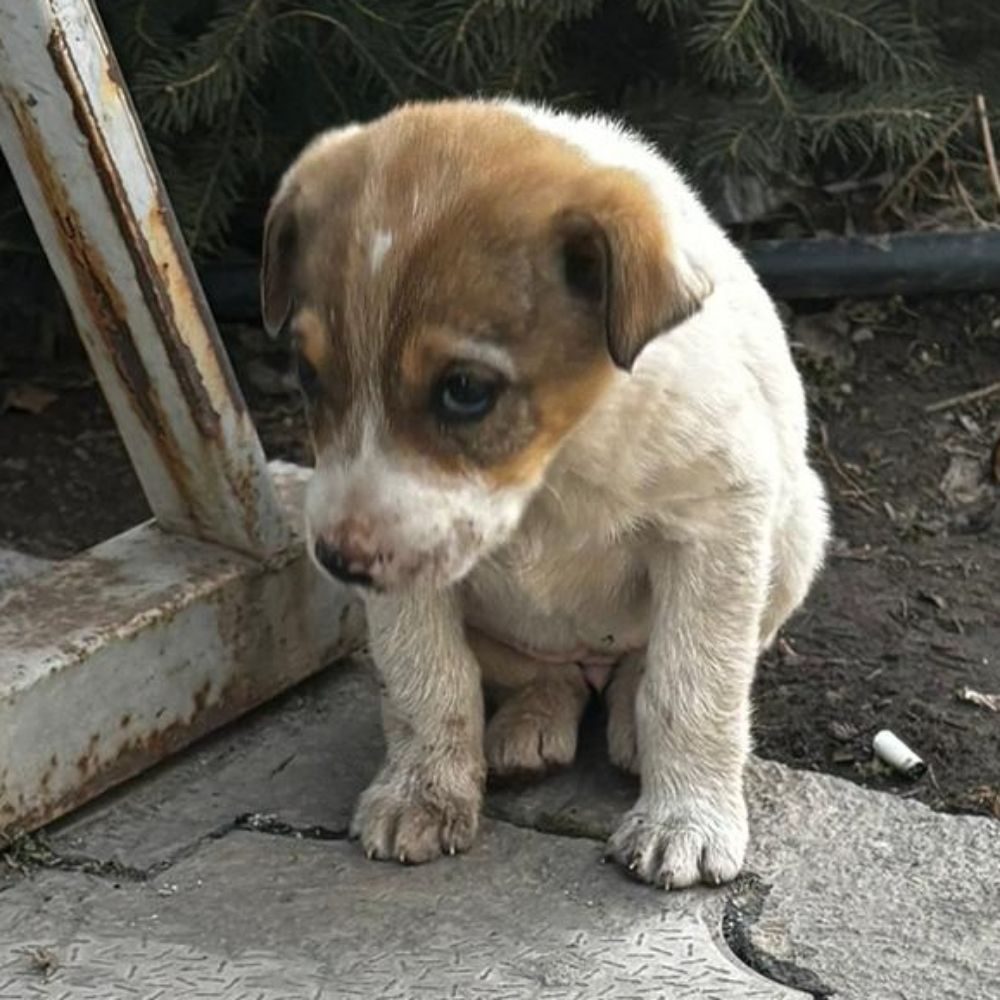 Xila