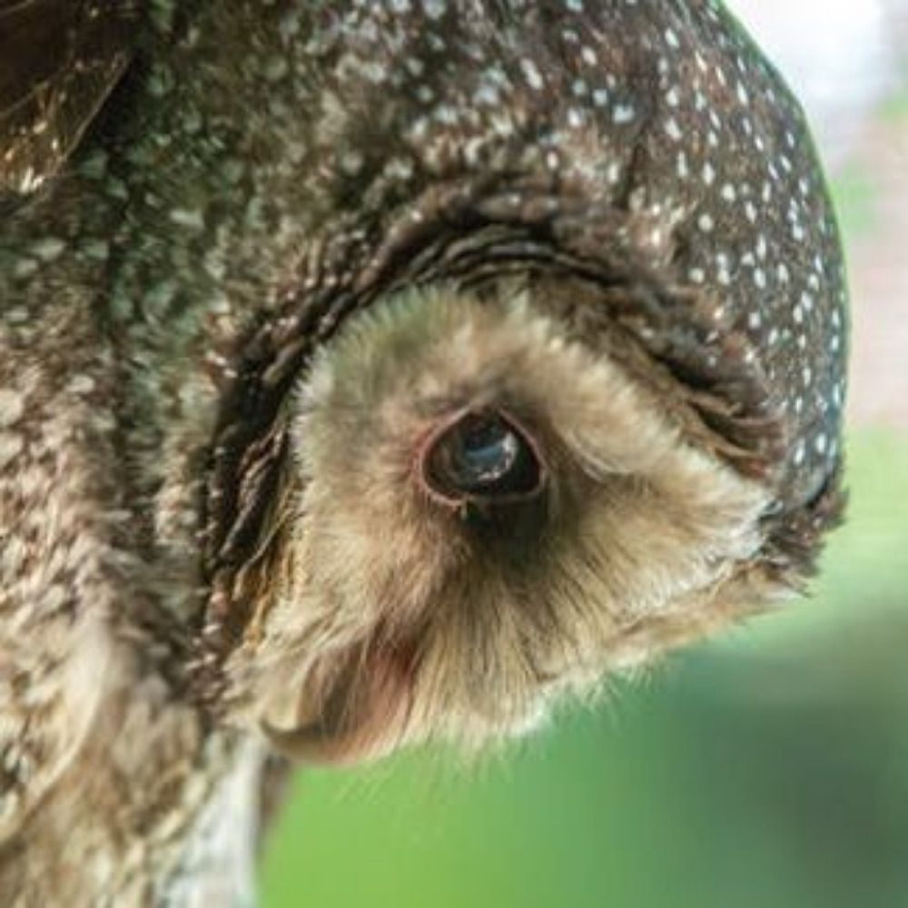 WizeOaldOwl