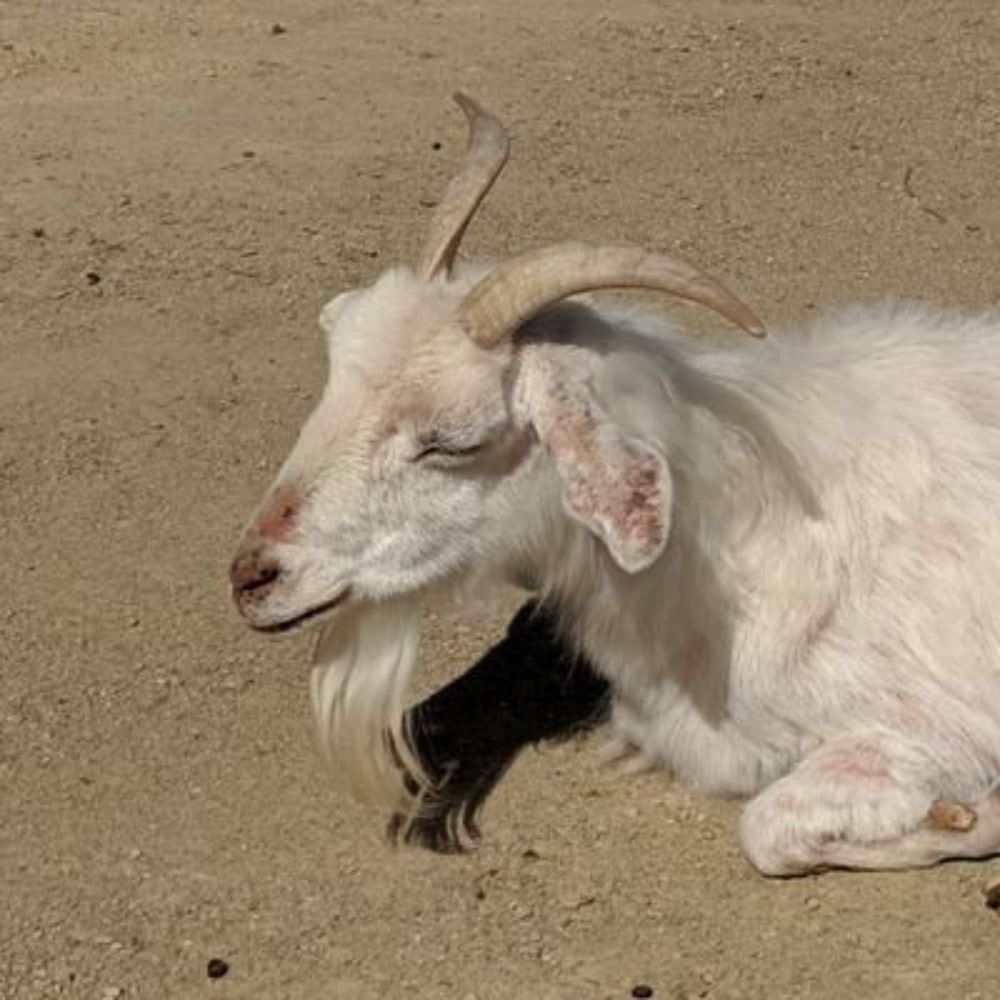 やき🐐