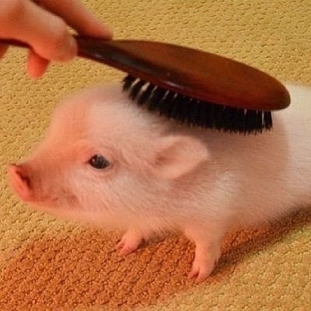 감자