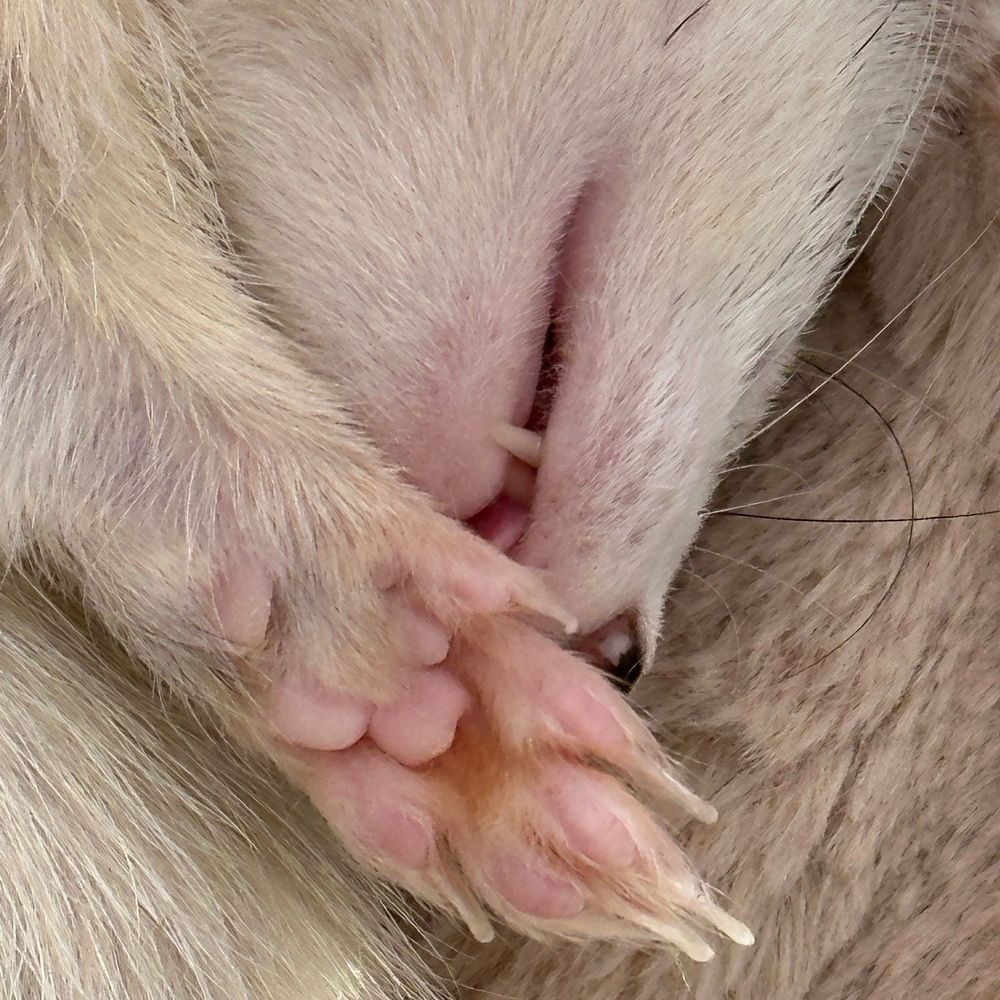 さよふれあ🐾