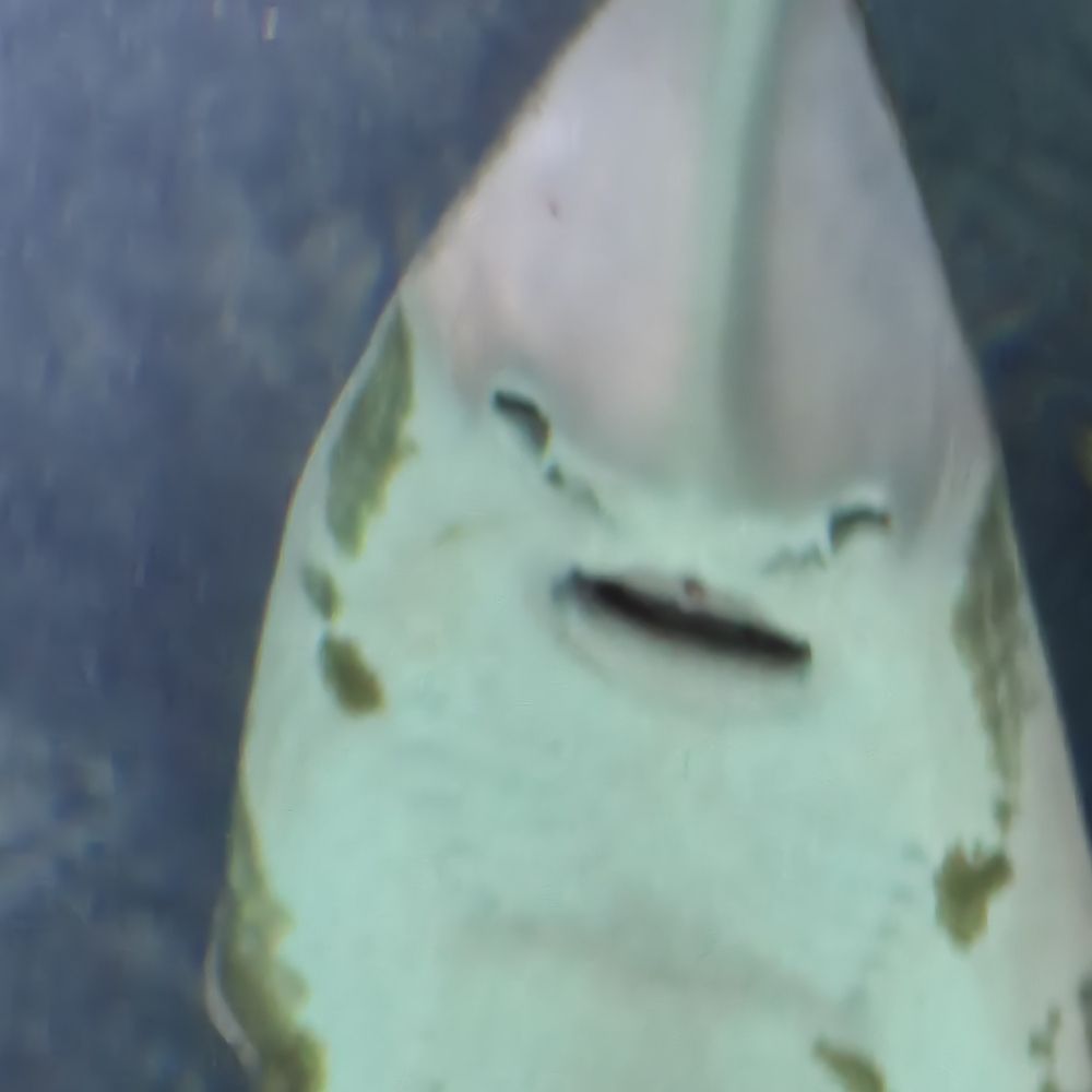 Tegchii