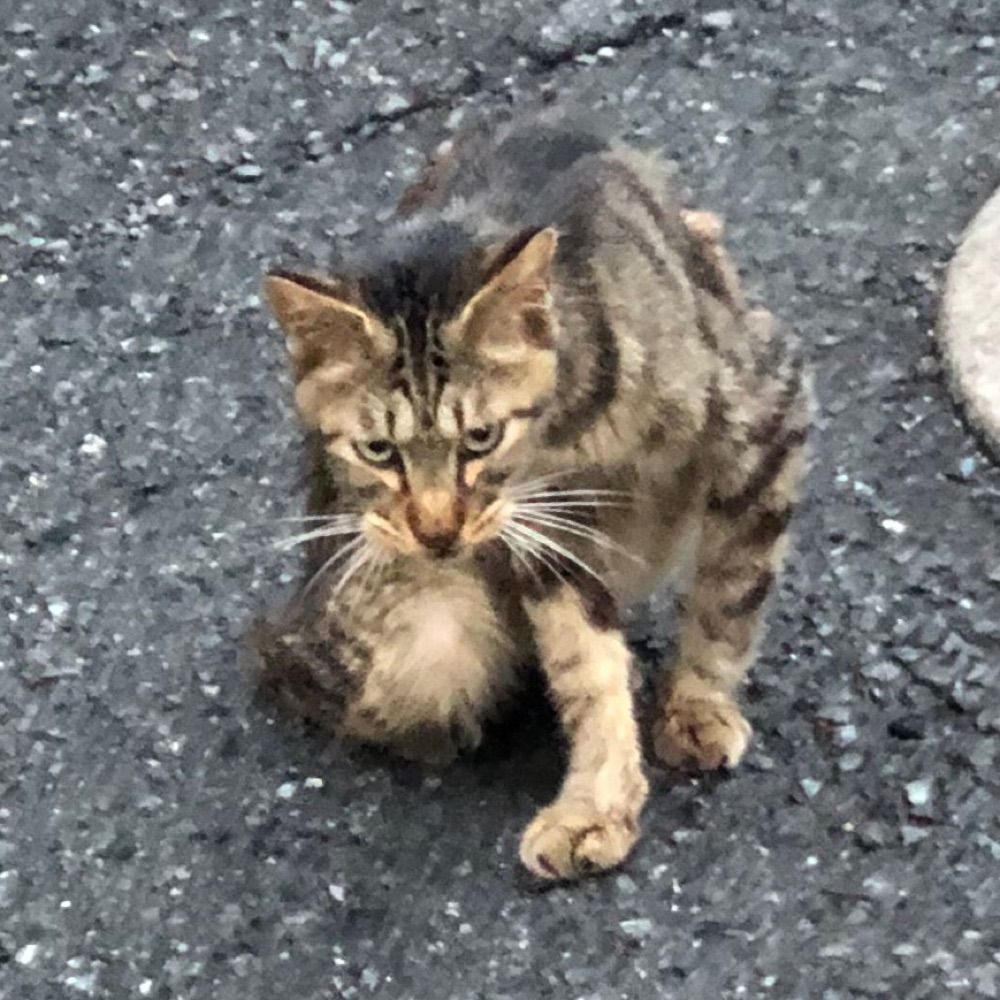 たるるん