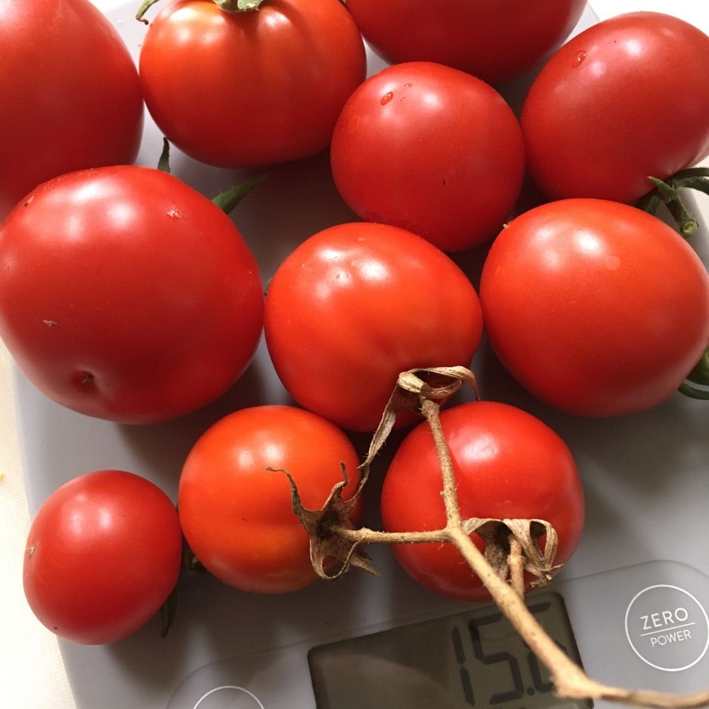 Mandi Tomato