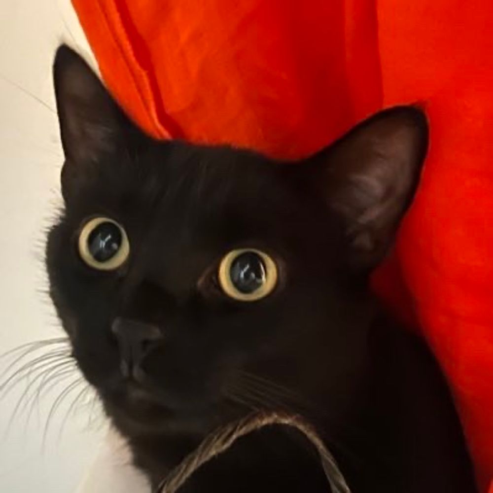 🧡@lechatdelamairie 🐾😎😘 / SONATE