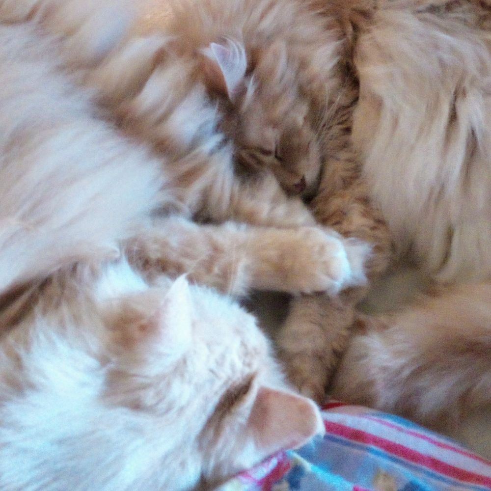 Holmies At Home