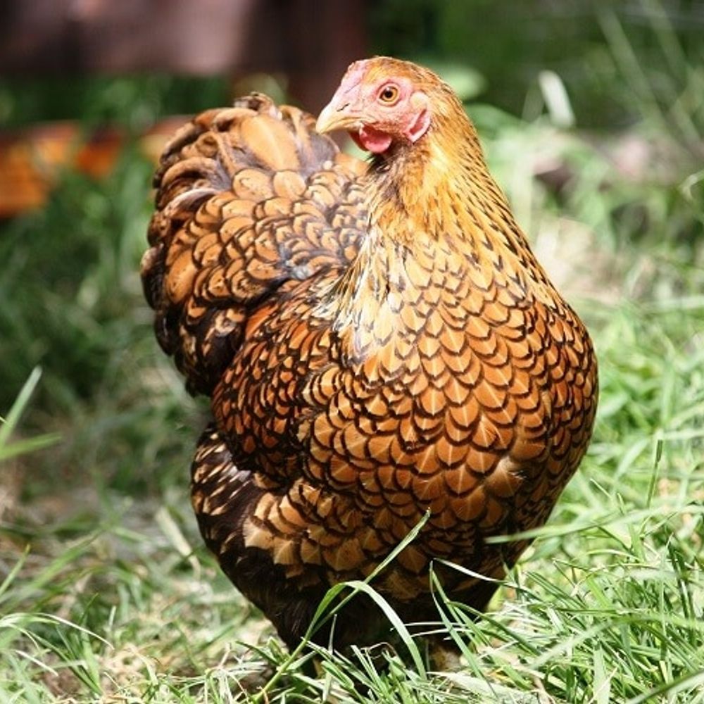 Lex/Swordage/Leximuth 🏳️‍⚧️