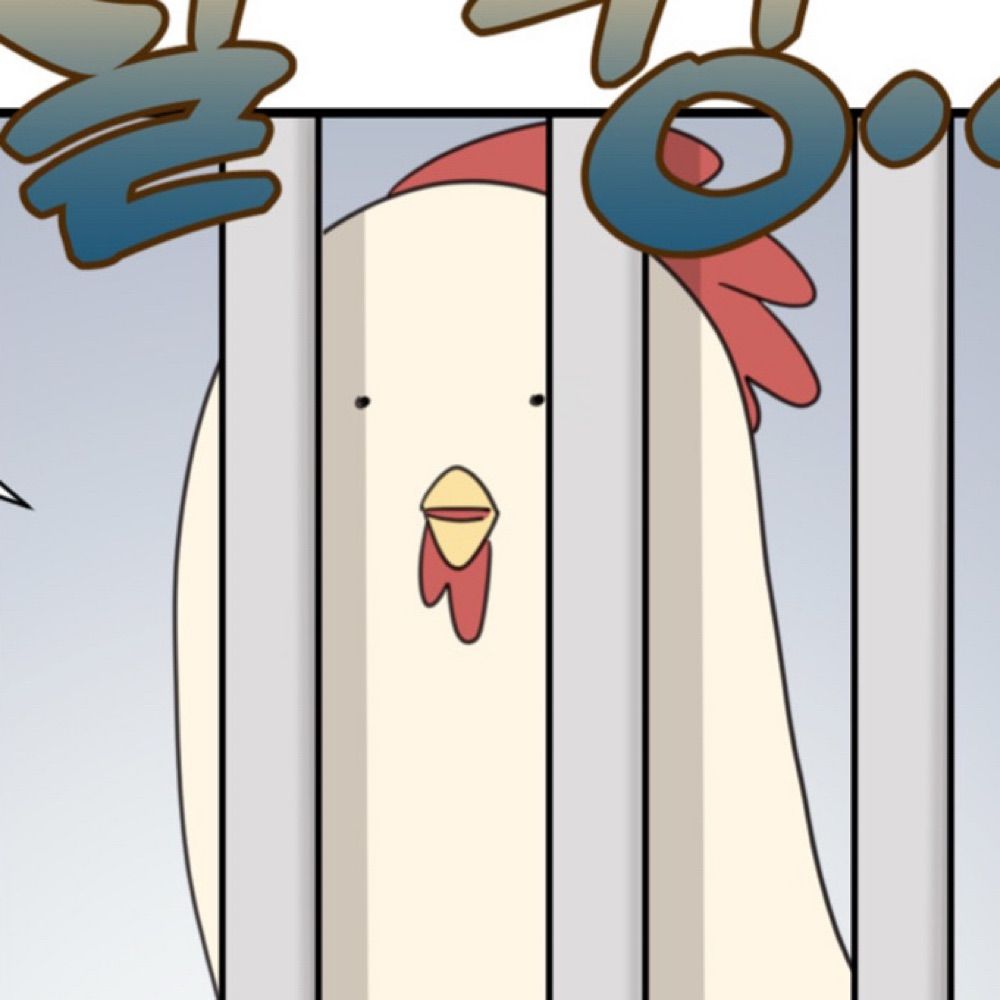 꼬끼