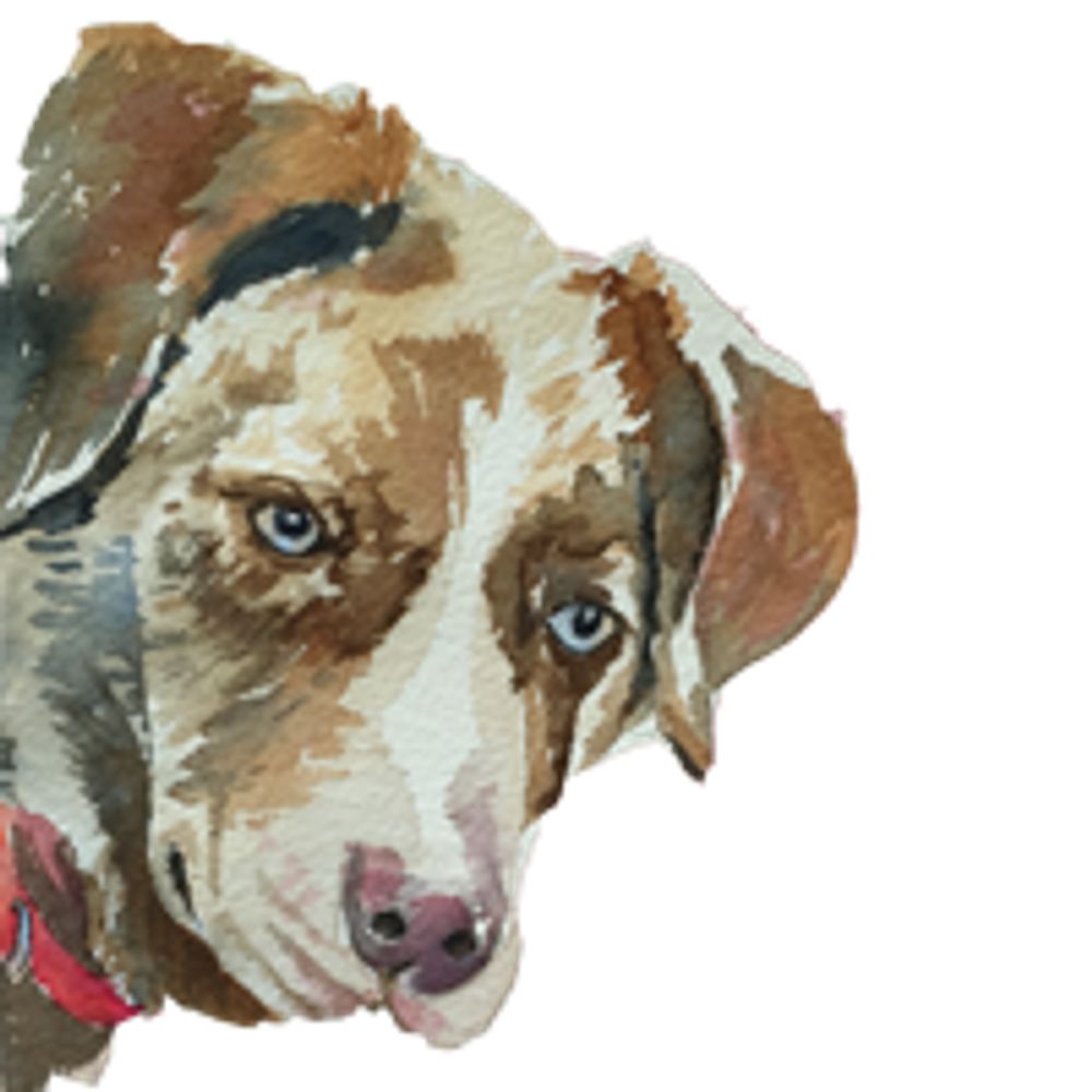 CogDog