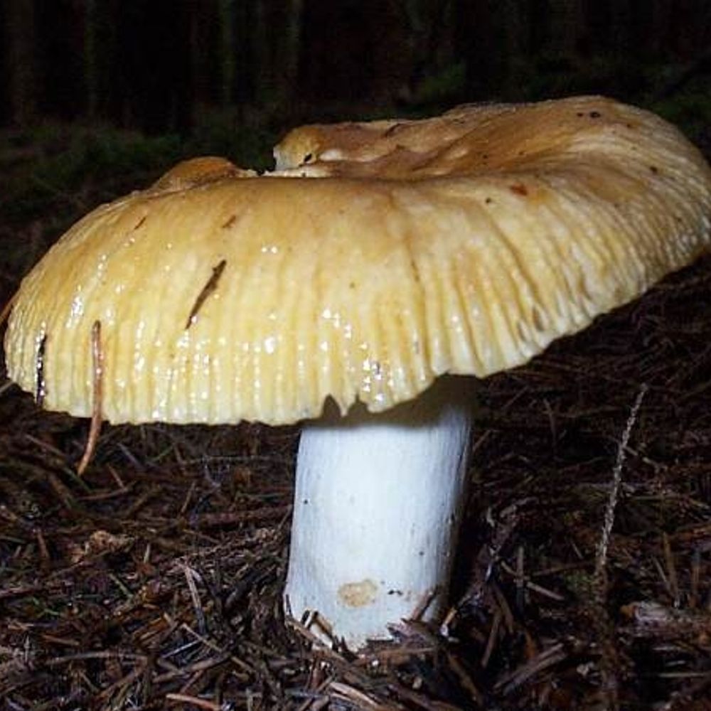 Stinking Russula
