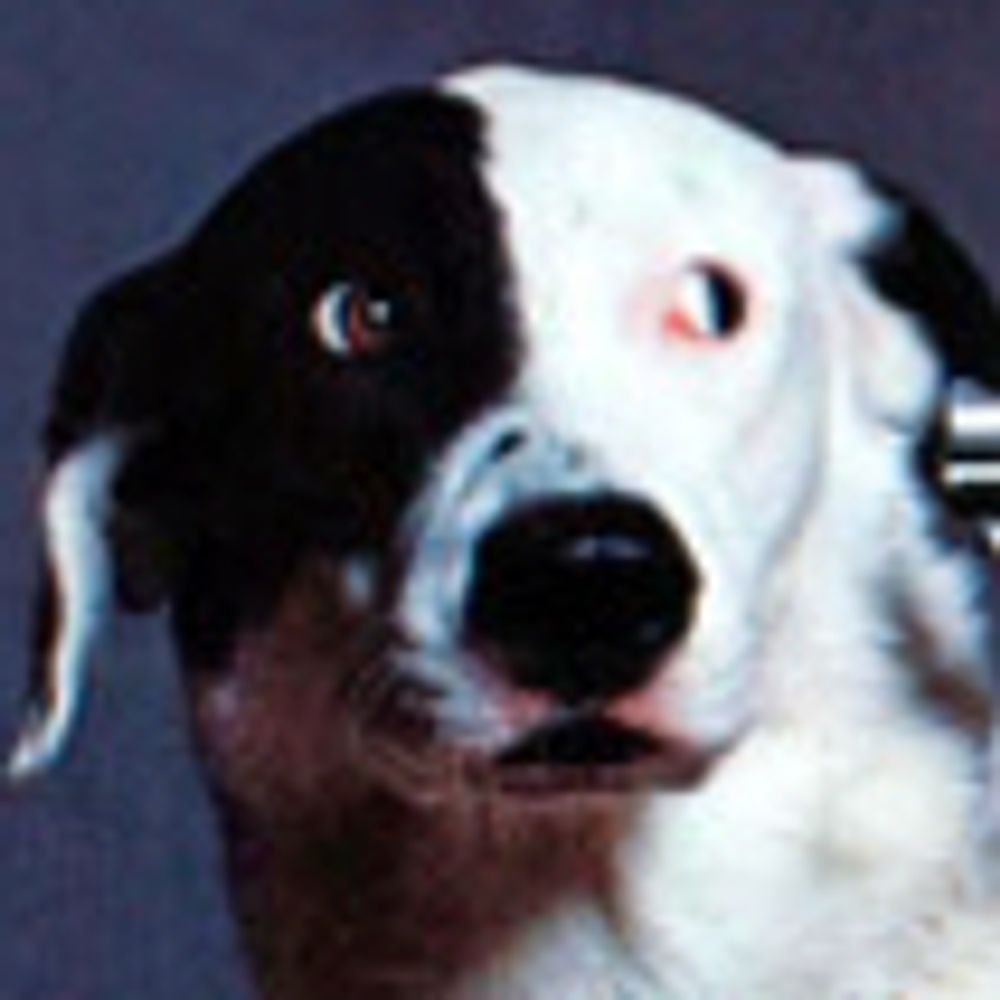 poetaster.bsky.social profile picture