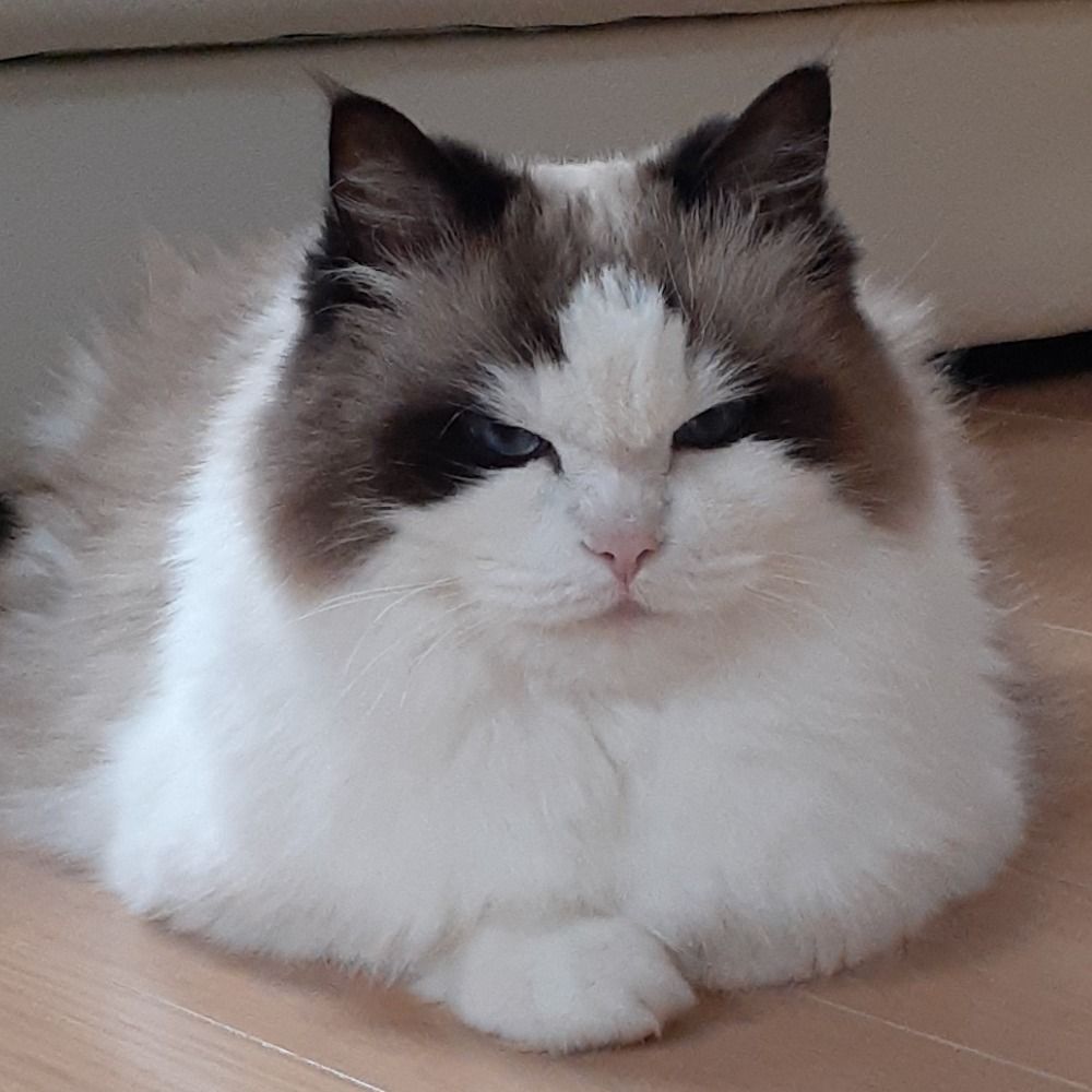 ひら やすみ