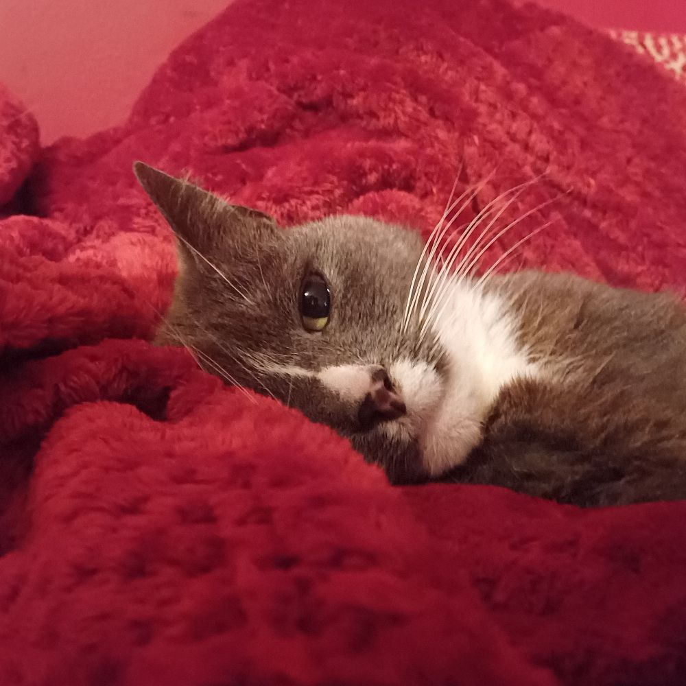 Sam