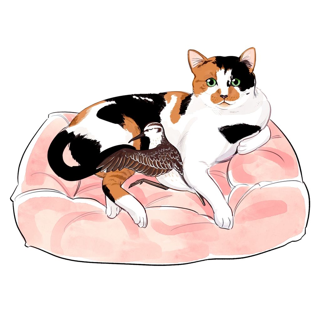 뱃살고양이 봄이