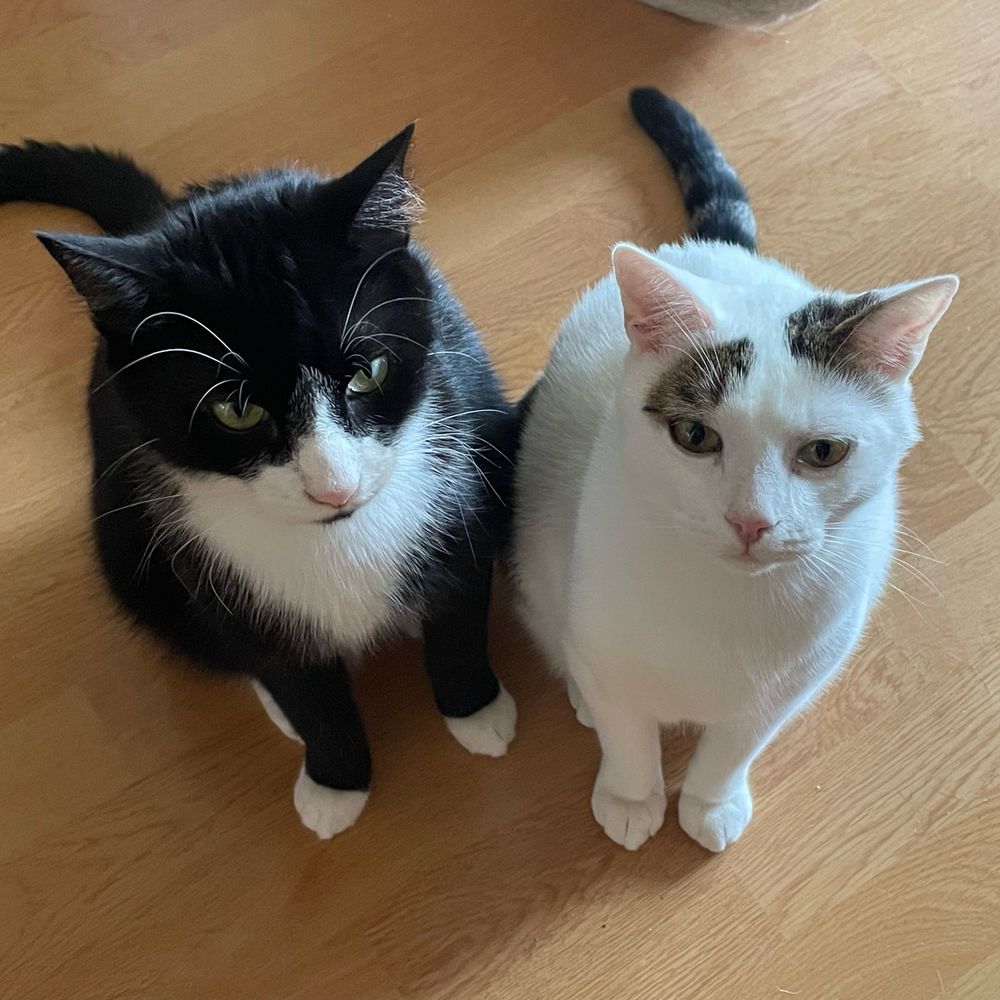 Čertík a Babetka 🐈