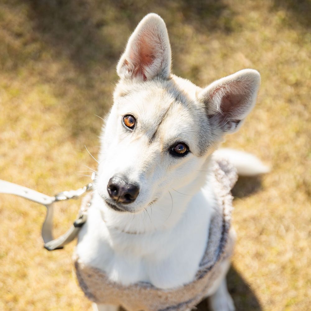 雑種犬つむぎ