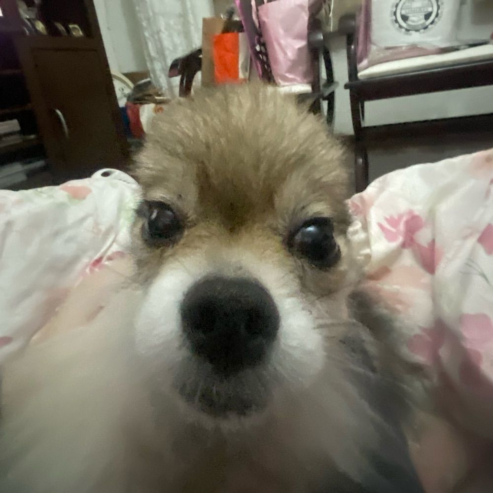 lele diva