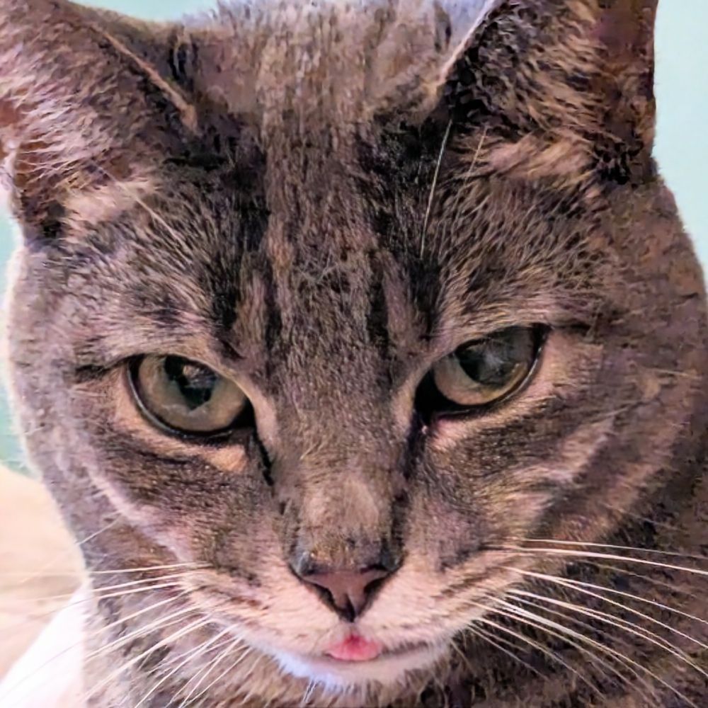 The Staring Cat 🇺🇦