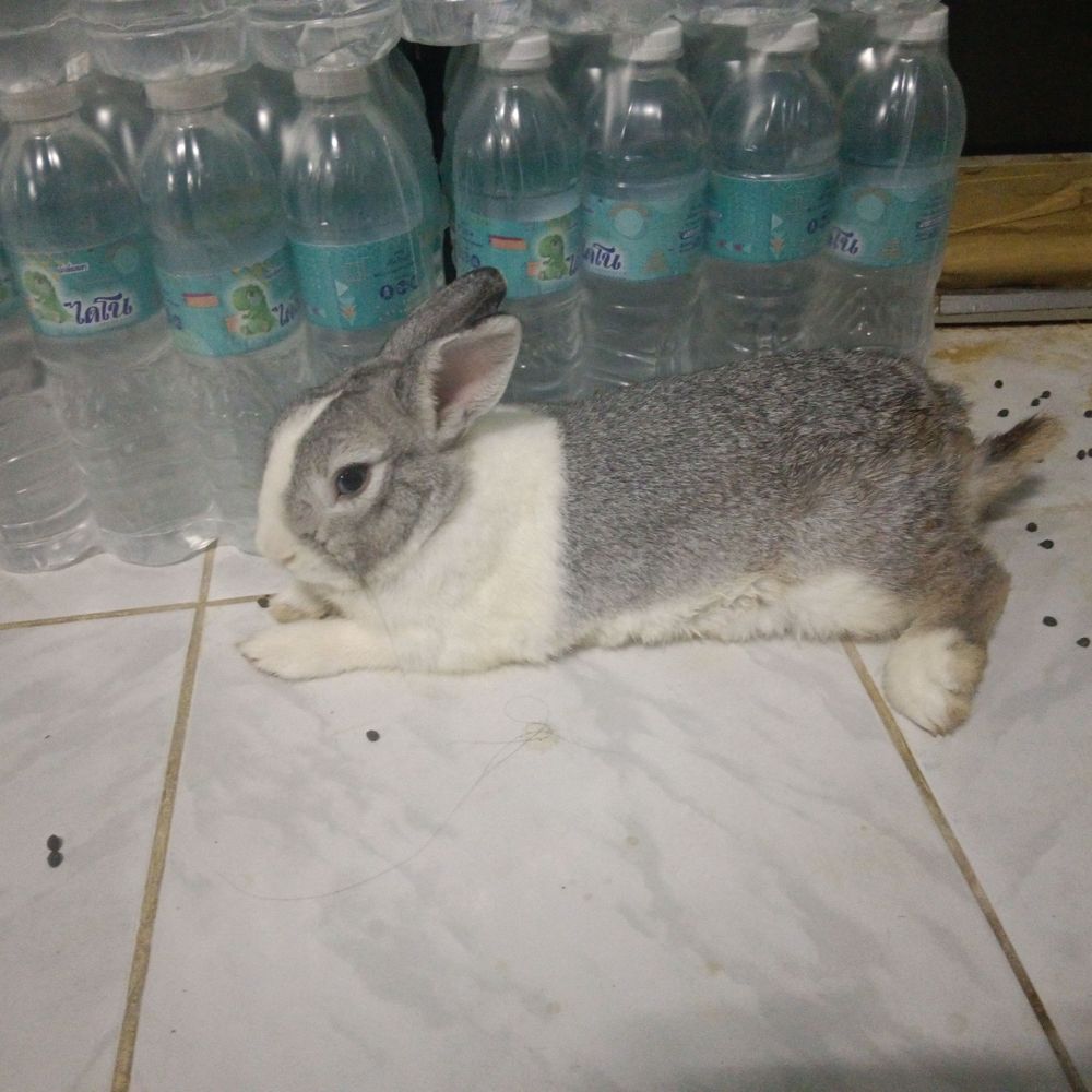 Dairuno!