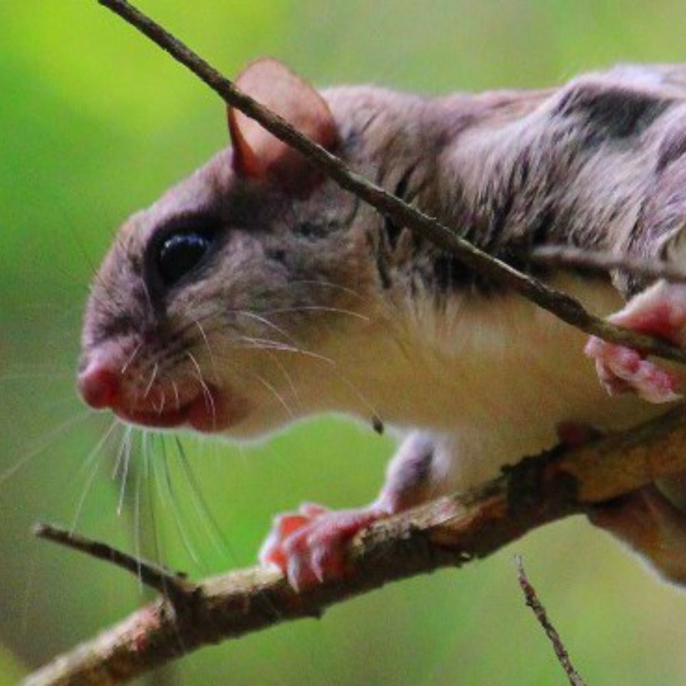 Kawartha Flying Squirrel Project