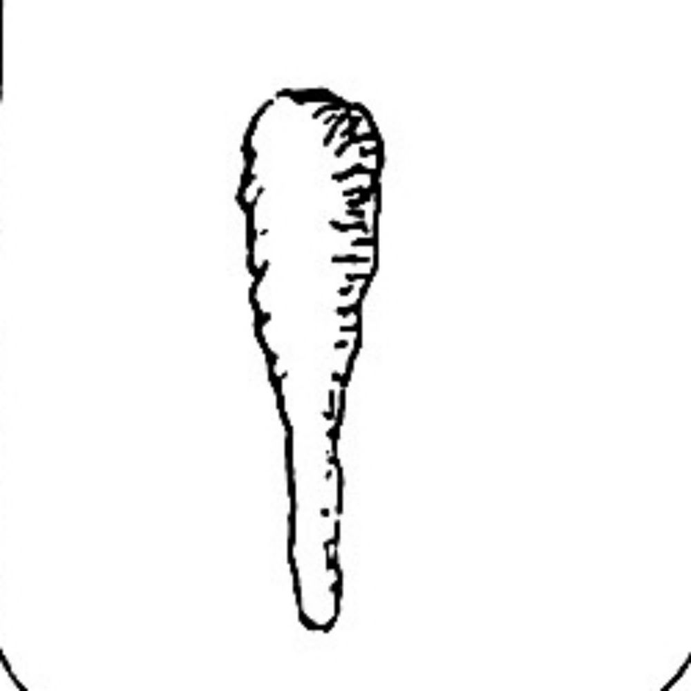 Tomaso Clavarino