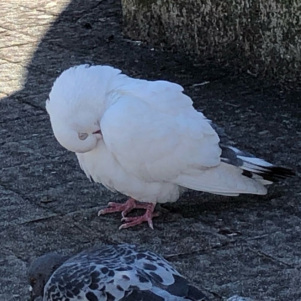 はとぱ・T