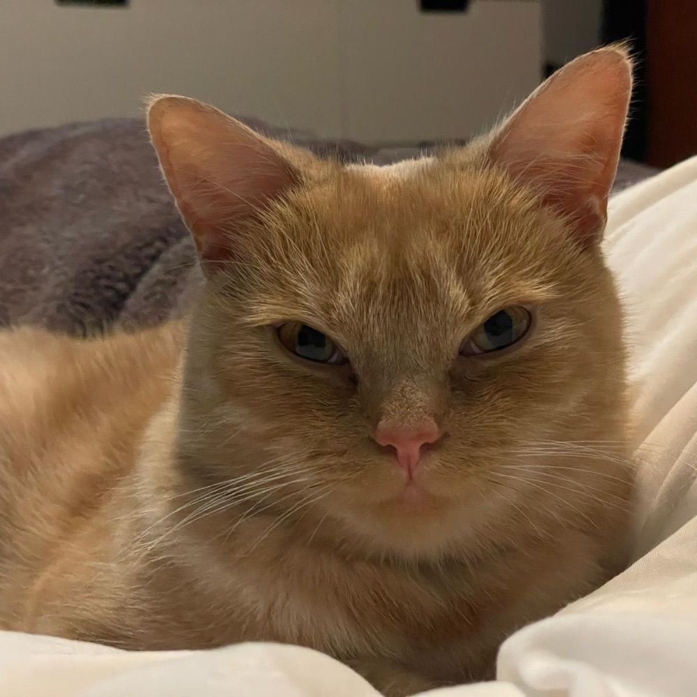 Cosmo 