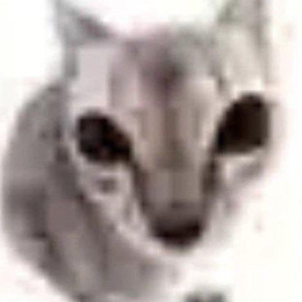 Possum