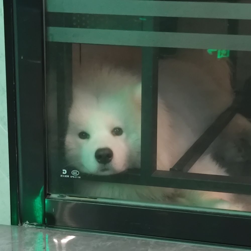 🐼悦悦
