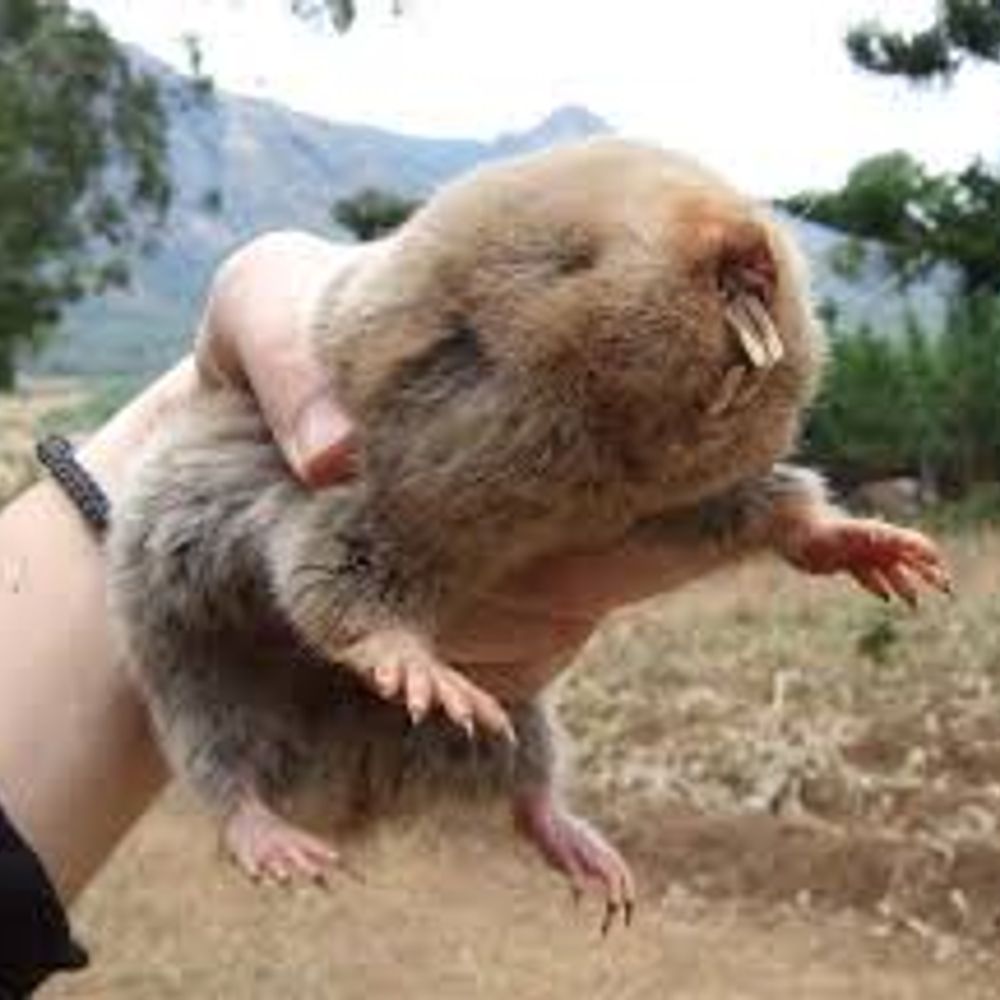 Blind Mole Rat