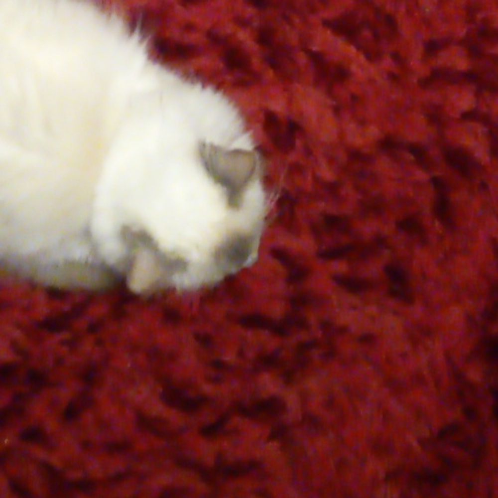 mitten