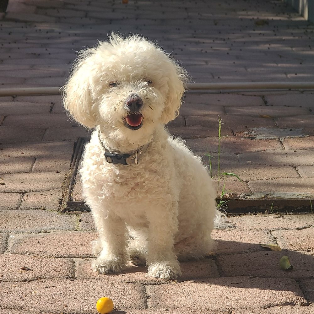 Maude