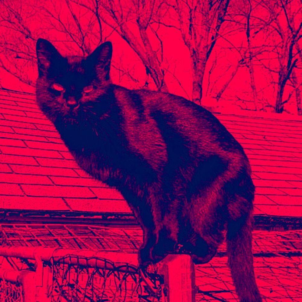 Resistance Meow
