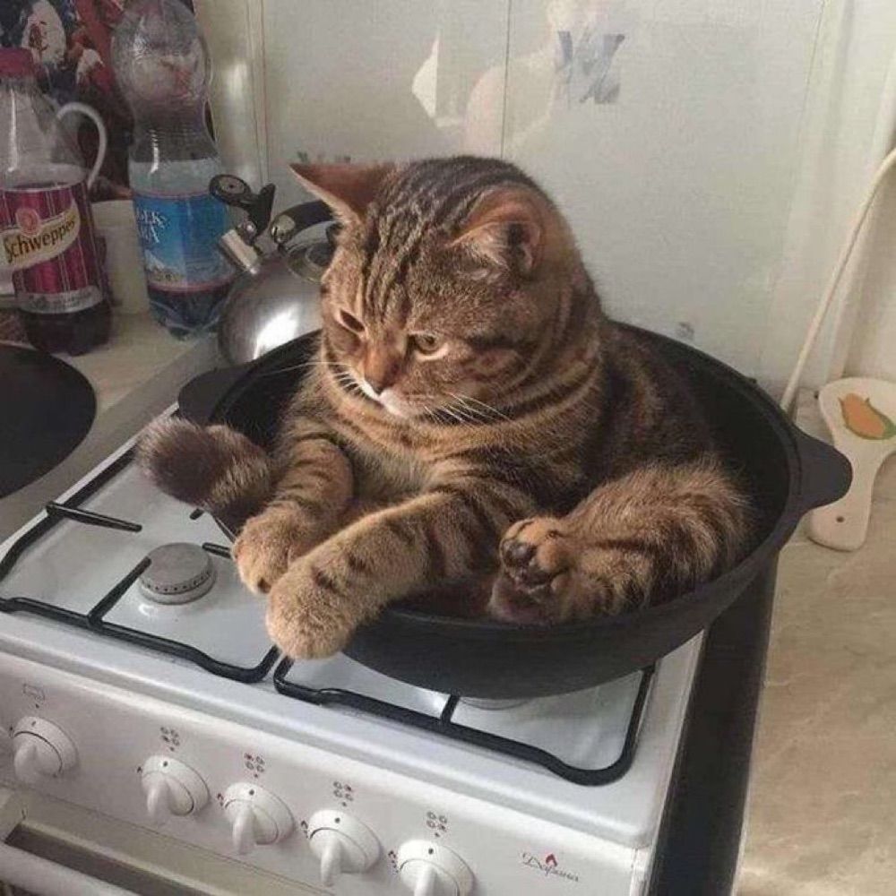 Cats 