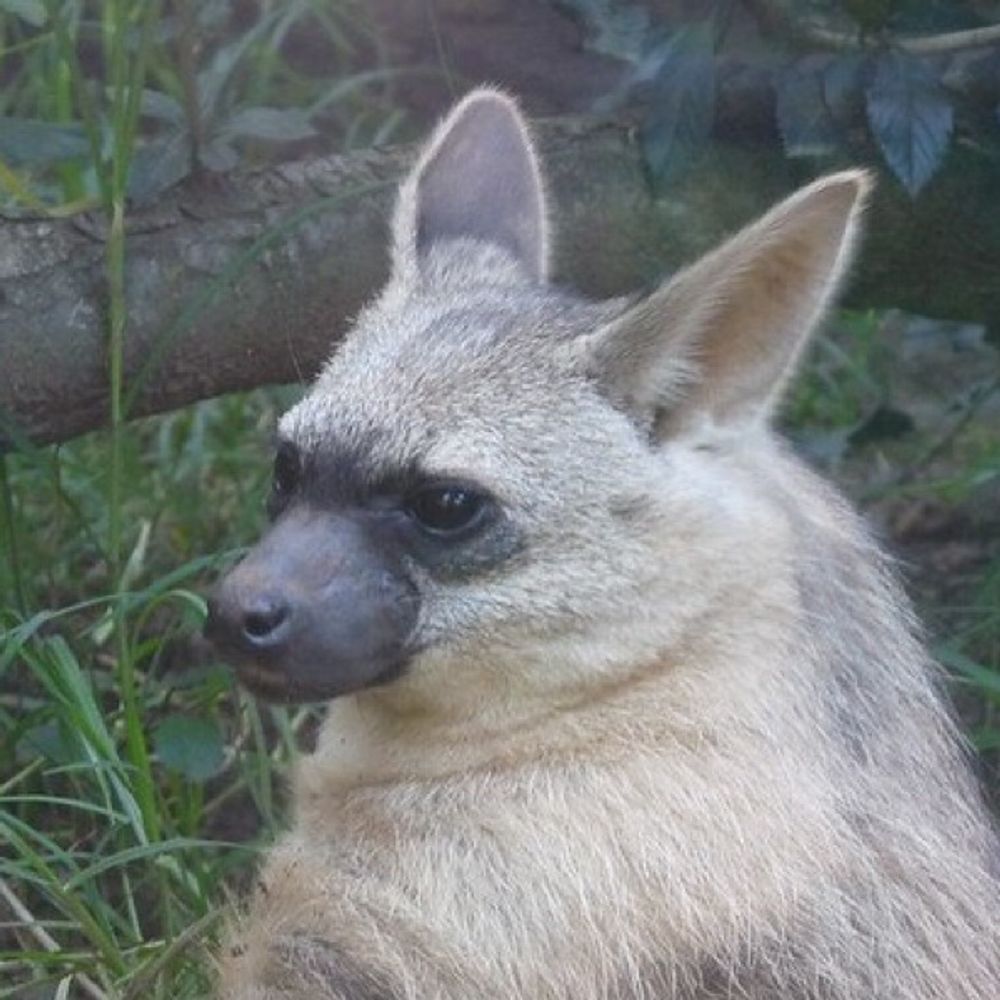 わんだふる
