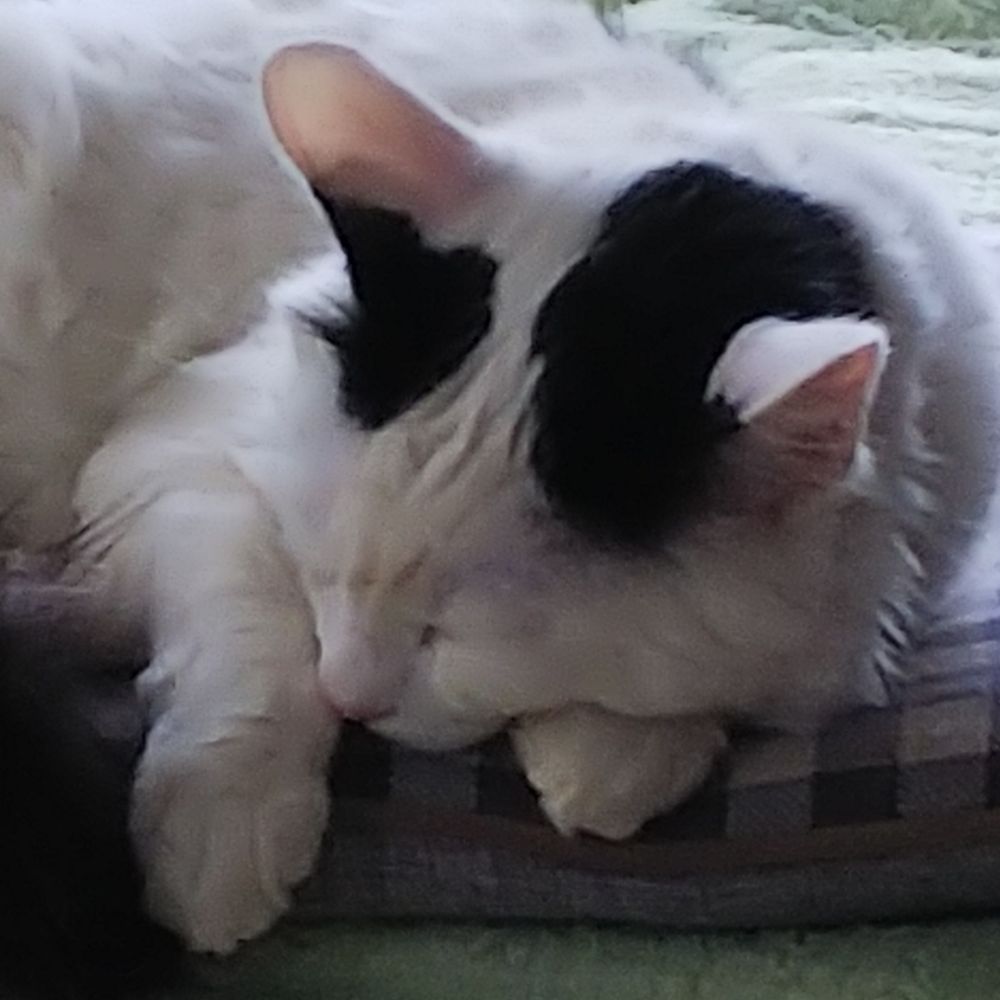 やすたか
