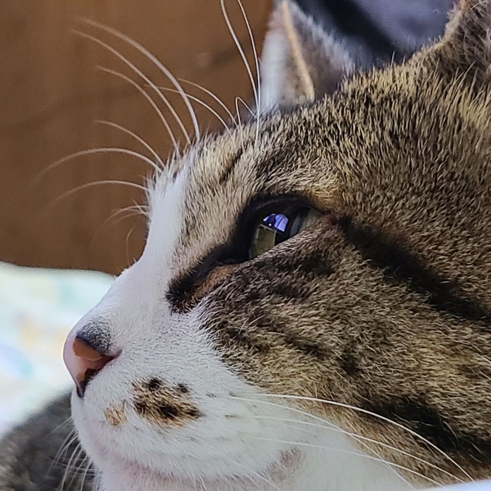 うちの子🐈️🐾🐾🐾
