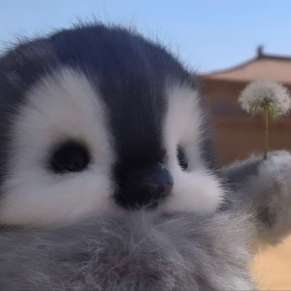 Fernanda 🐨