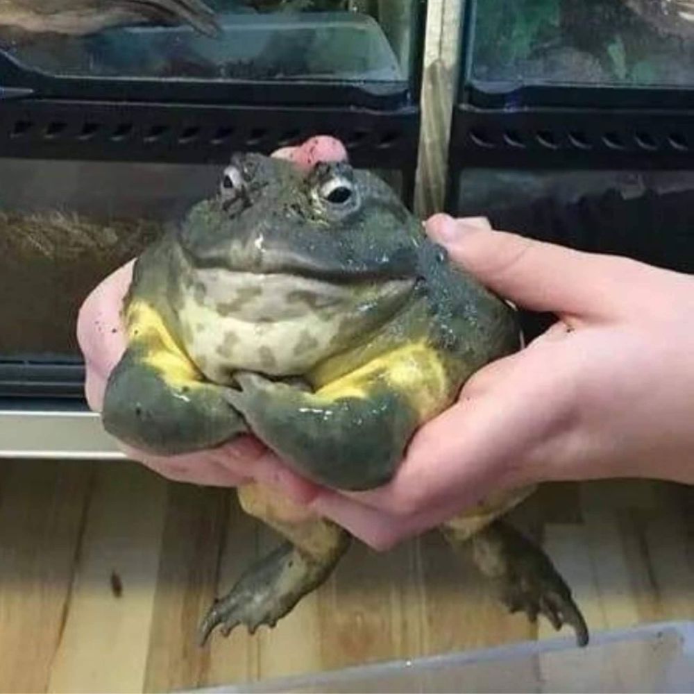 Pih