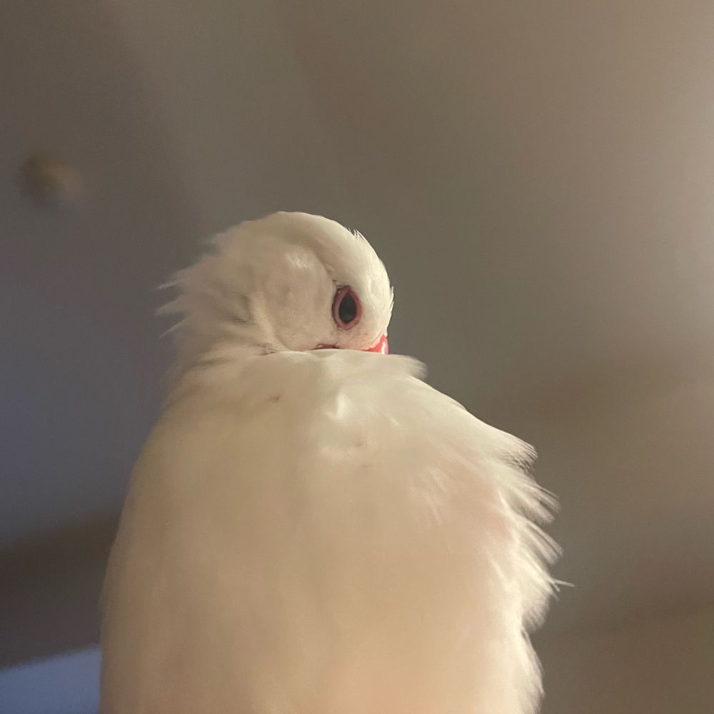 sarinabirdslife