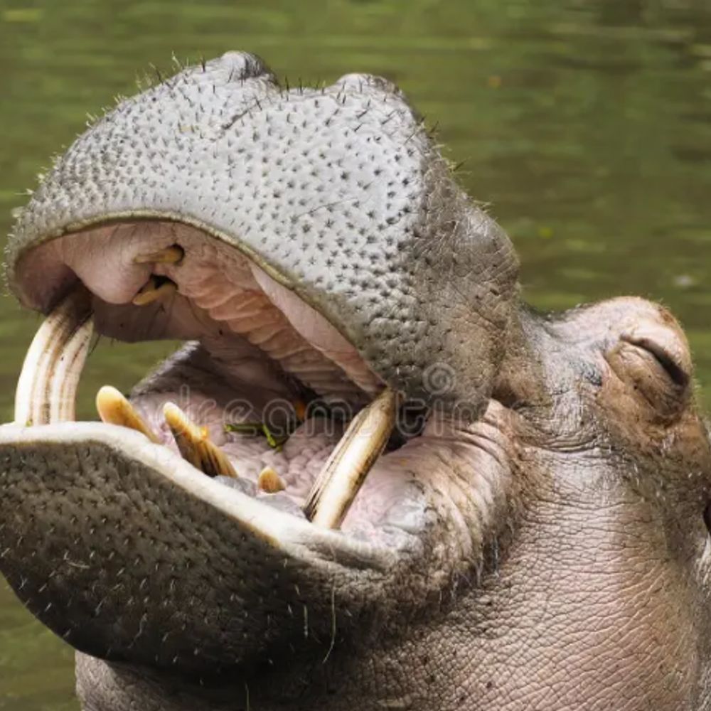 Hippo-Critical