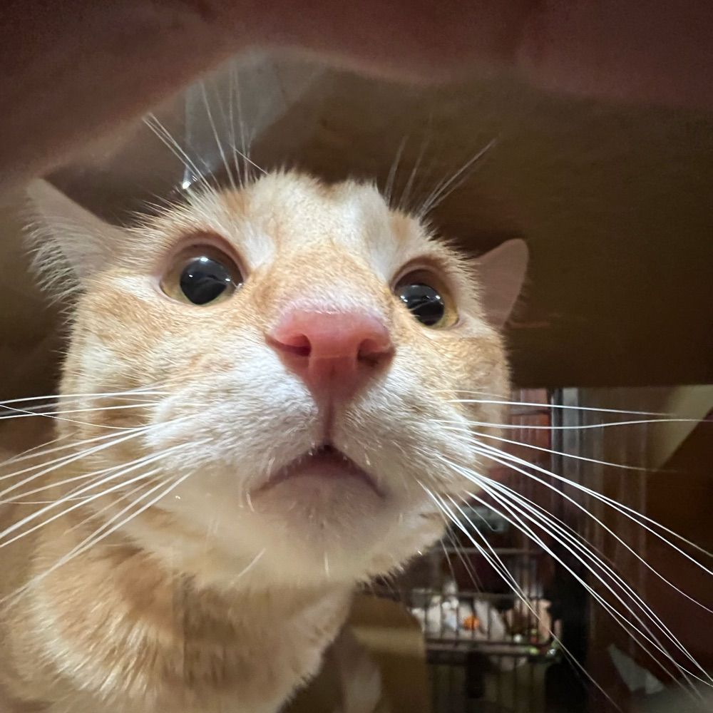 Beeper Cat 📟🐱