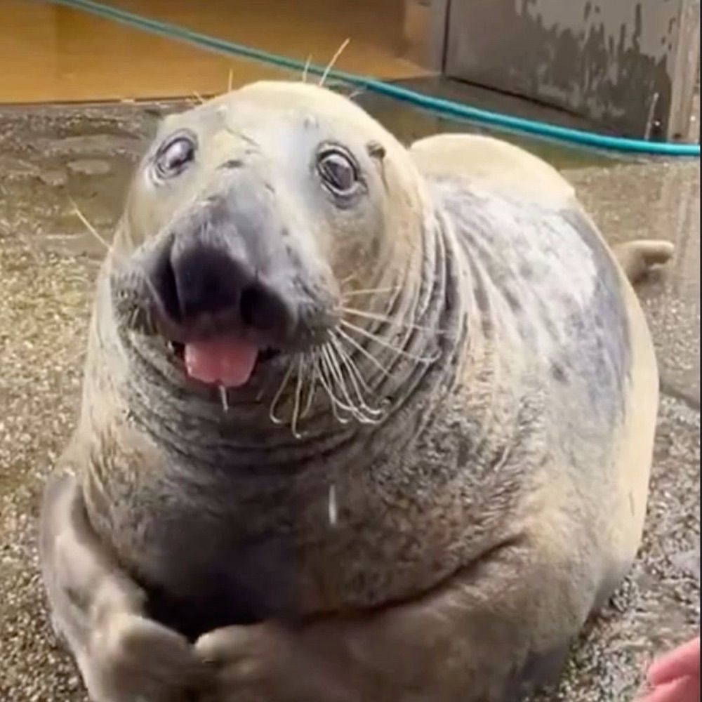 ^ᴥ^
