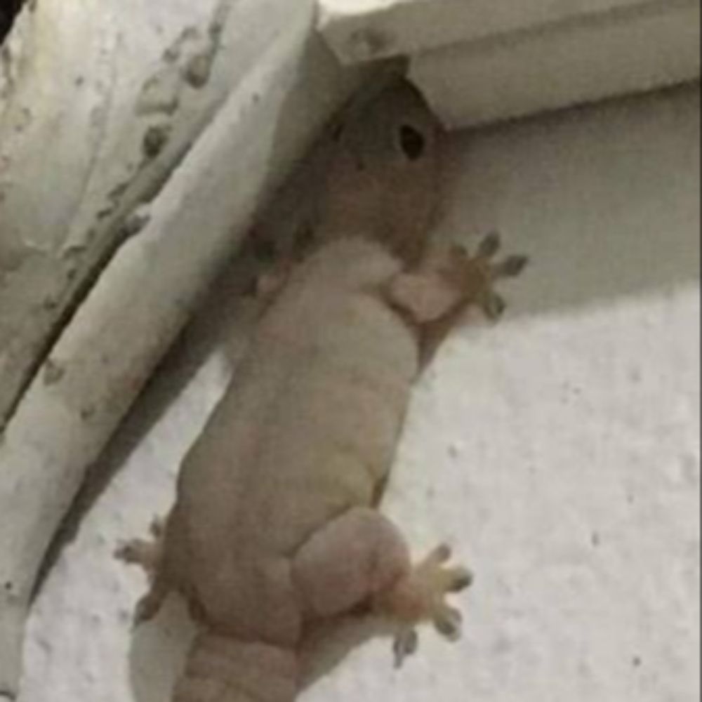 🦎