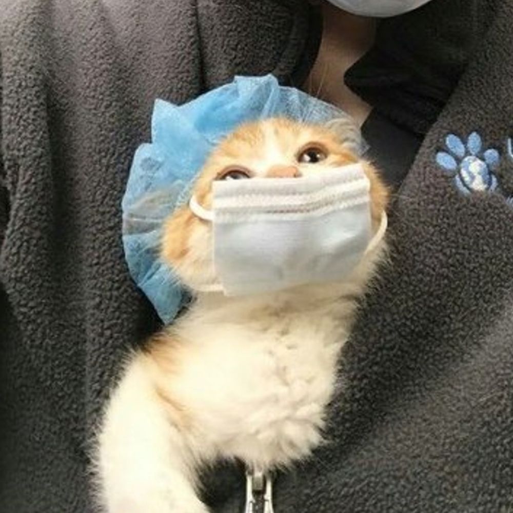Luca