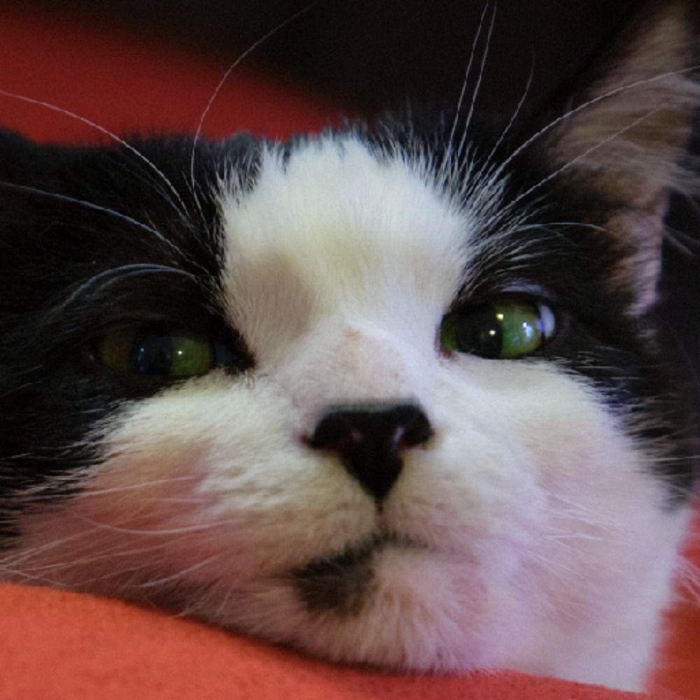 Why Not Cats?