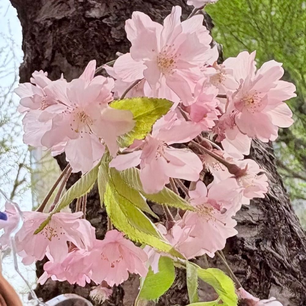 co