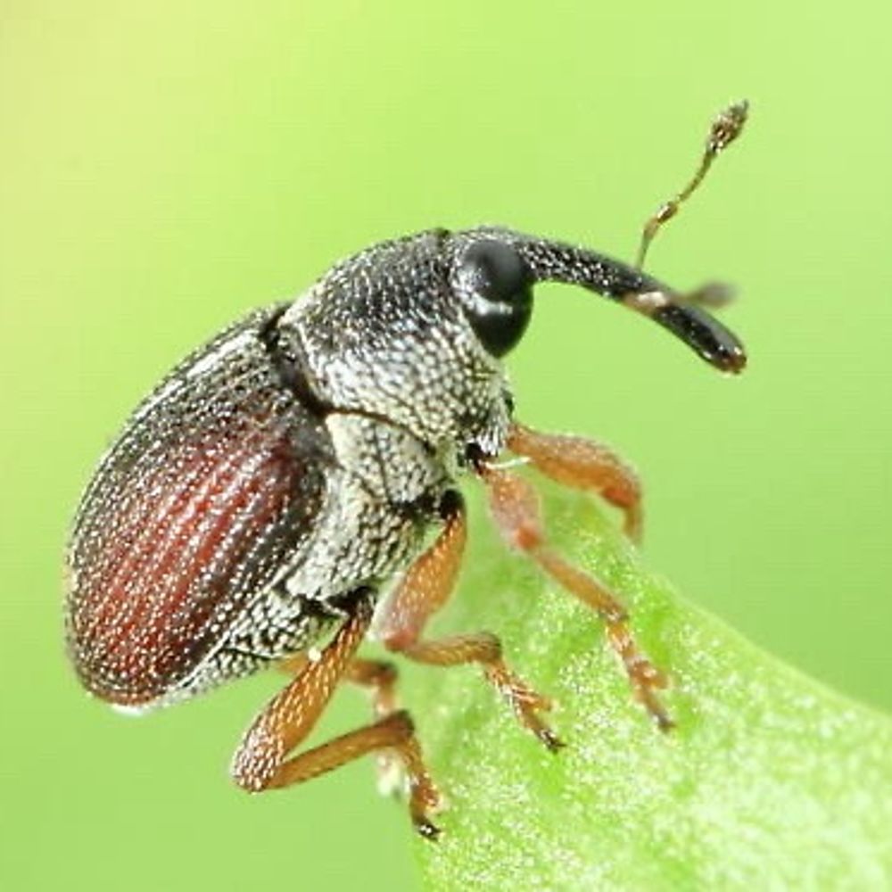 bug sized