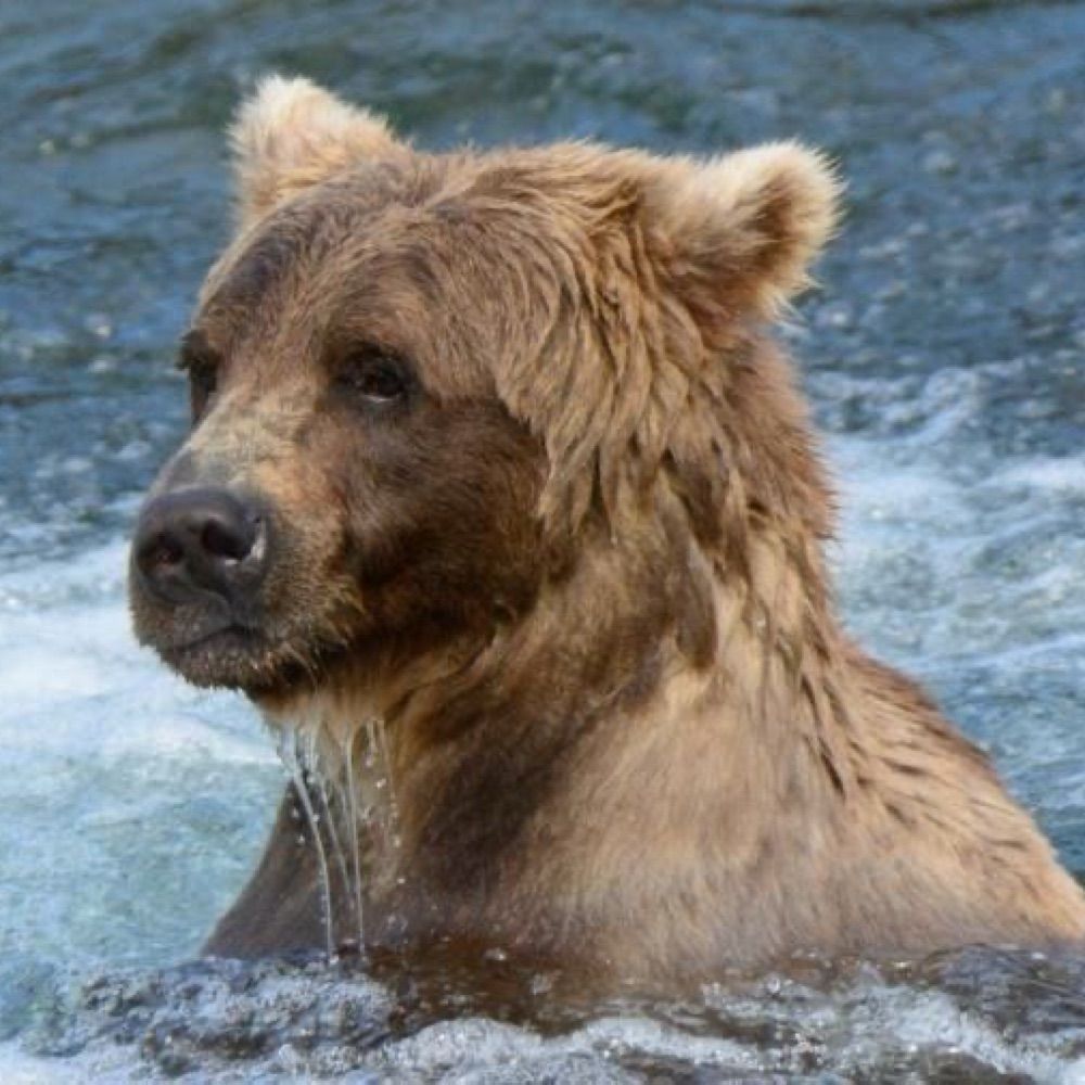 Questionable Bear (18+)
